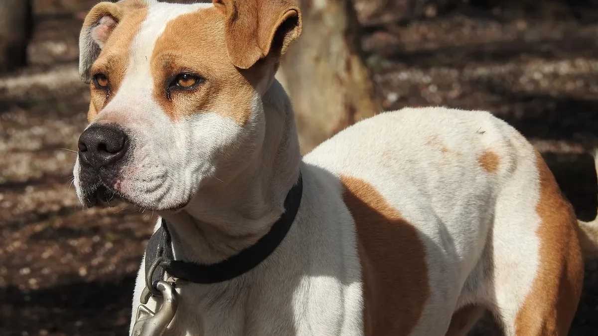 A medium-sized dog with a white coat and brown patches, wearing a black collar and attached to a chain leash, standing in a wooded area.