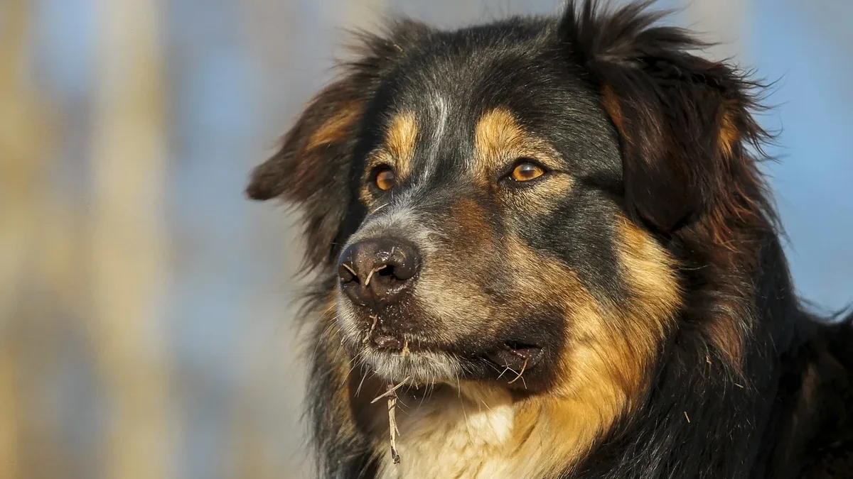 The head of a medium-sized dog with a black, tan, and white coat, looking to the left of the frame.