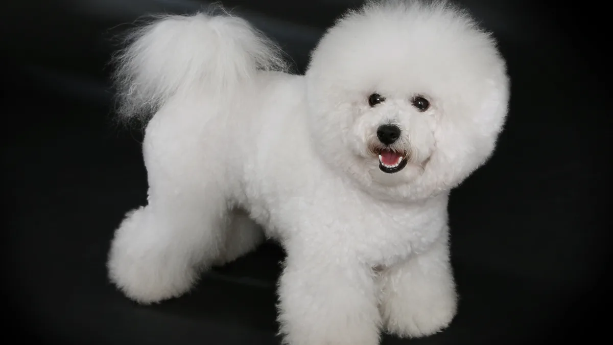 Bichon