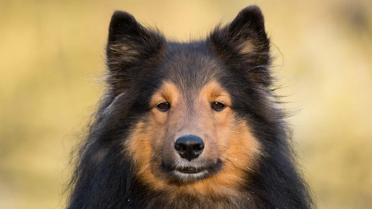 The head and shoulders of a rough collie dog with a long, dark coat and tan markings on its face, looking directly at the camera.