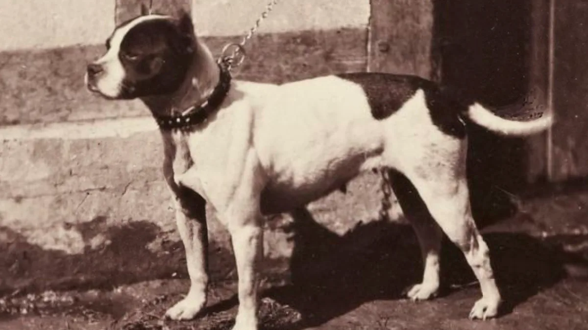 Bull Terrier