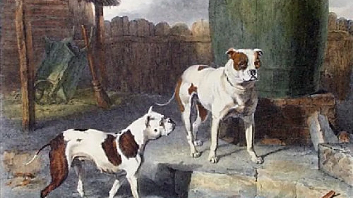 Bulldog