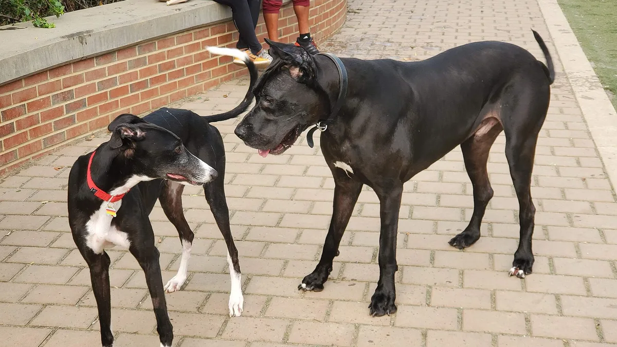 Cane Corso