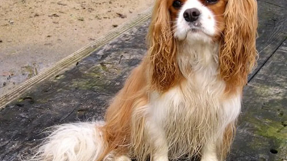 Cavalier King Charles