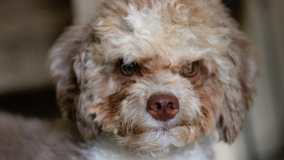 A close-up of a small, fluffy dog with a brown nose and light-colored fur.