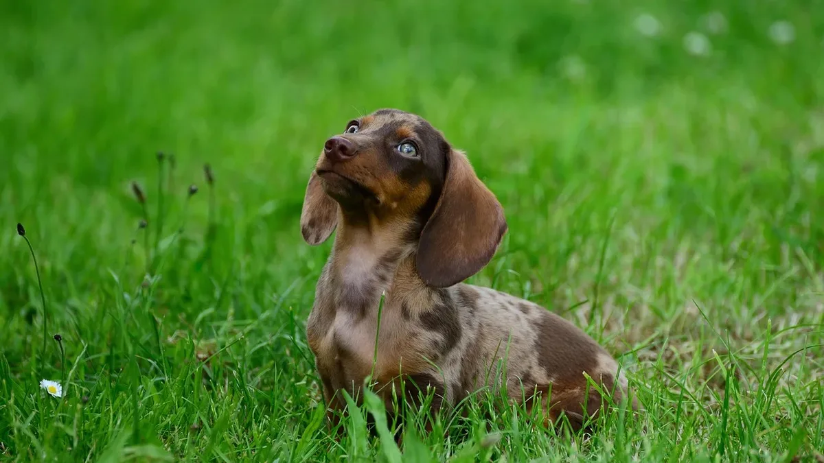 A small, brown and tan dachshund puppy sitting in a field of green grass, looking up.