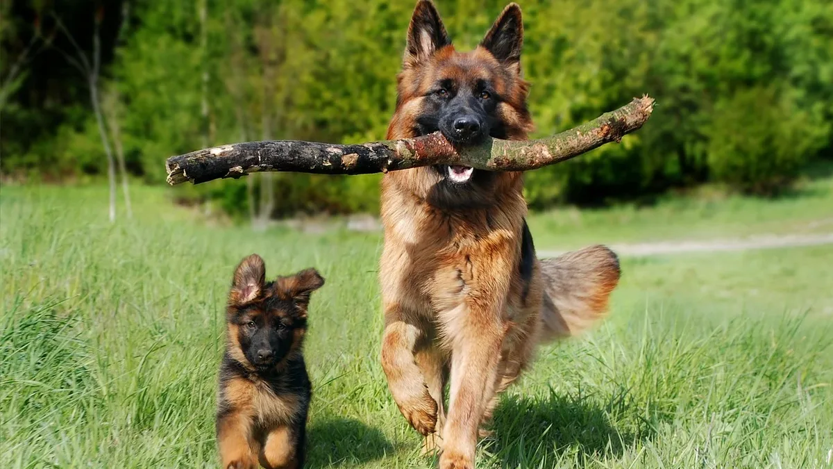 A large German Shepherd dog is running through a grassy field with a stick in its mouth, accompanied by a small German Shepherd puppy running alongside it.