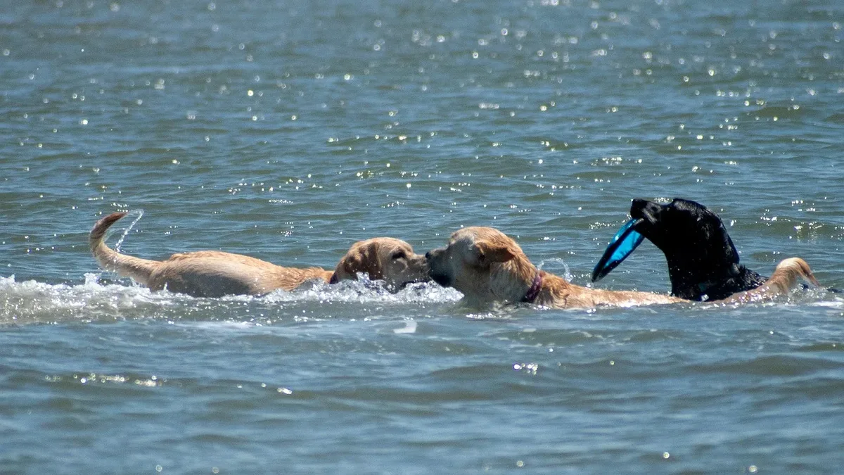 Two dogs are swimming in a body of water, with one dog holding a blue toy in its mouth.