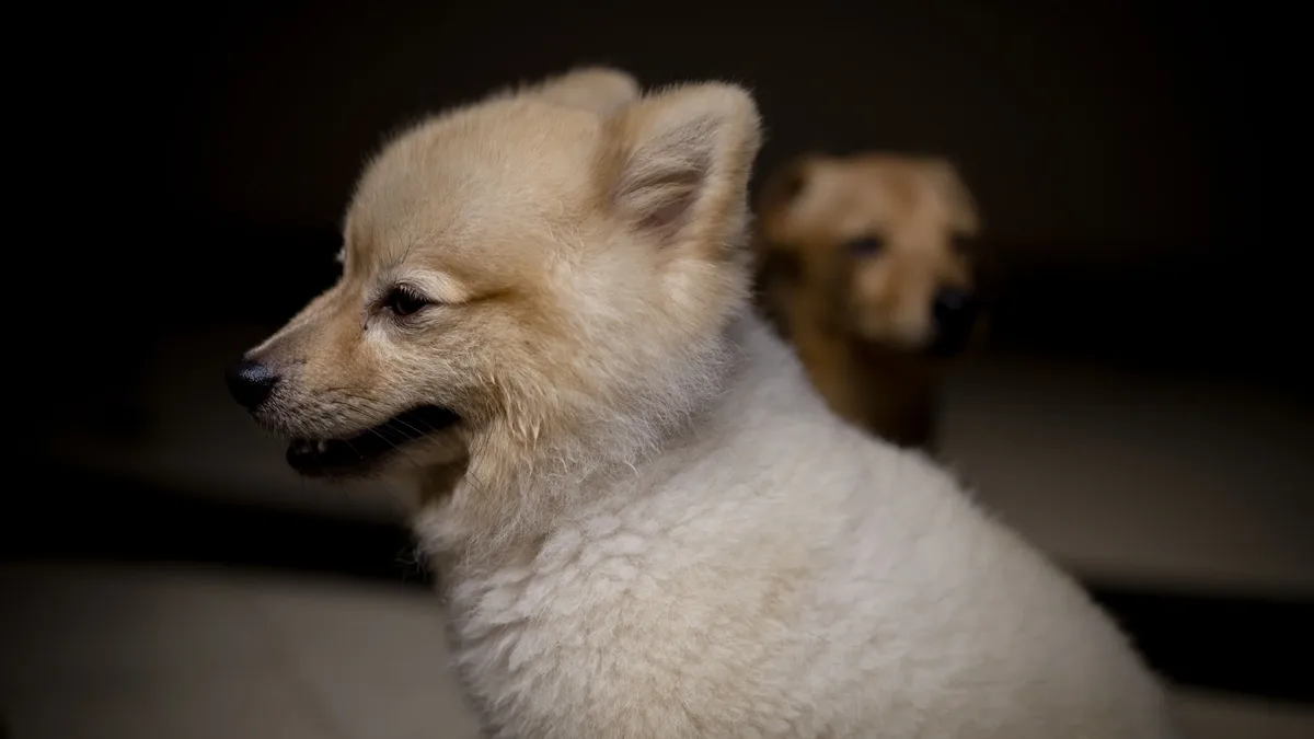 A small dog with a light-colored coat, possibly a Pomeranian, sitting in front of a dark background.