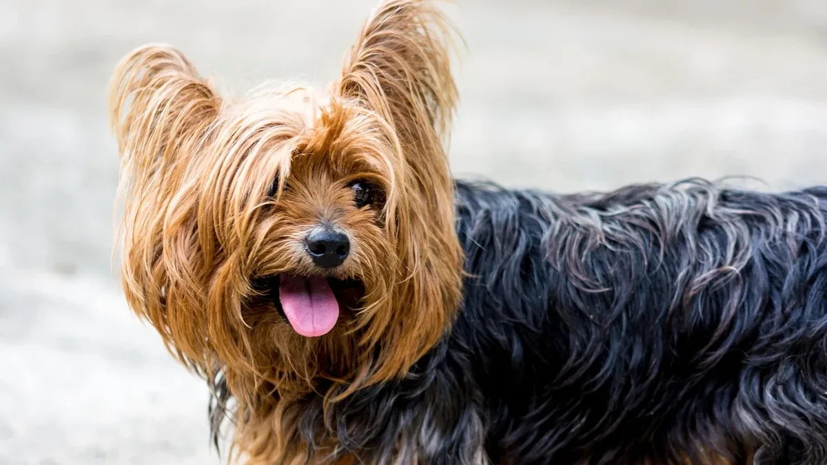 A small dog with long, shaggy fur that is mostly black and brown in color, with its tongue sticking out and ears perked up.