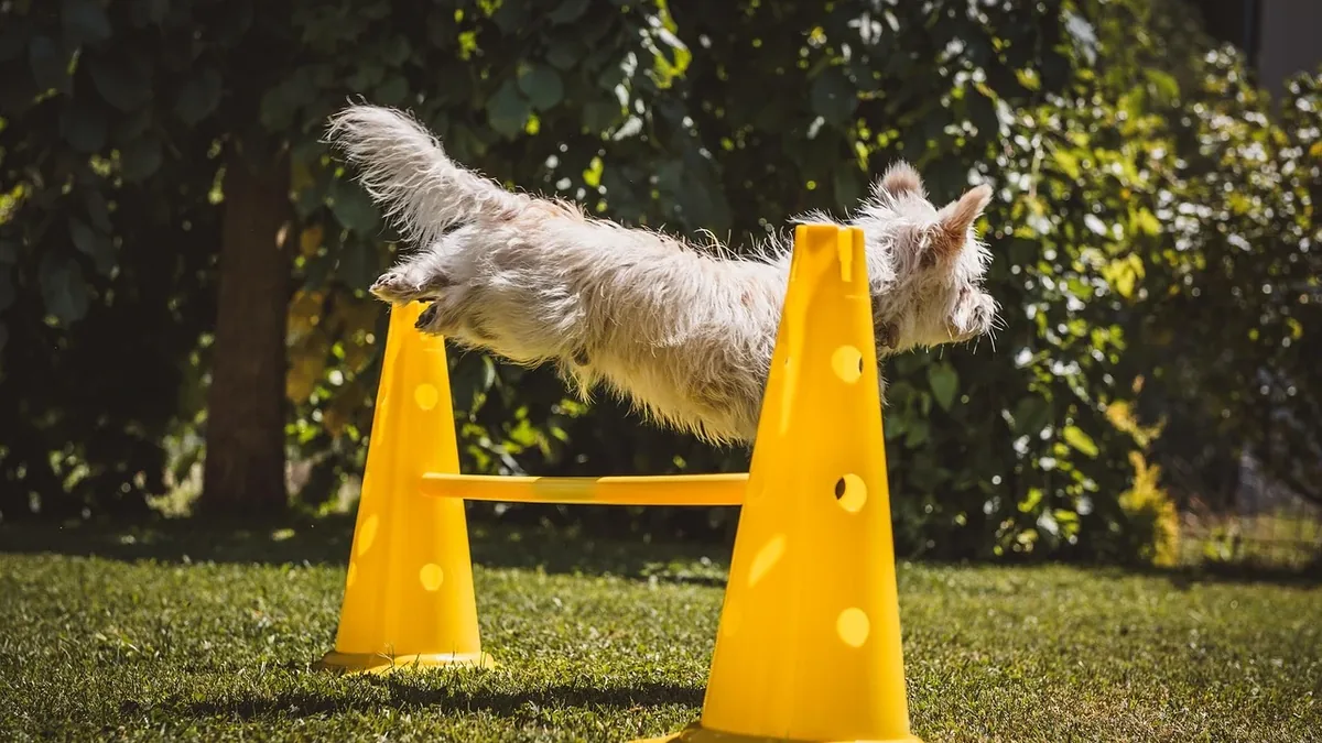 Agility