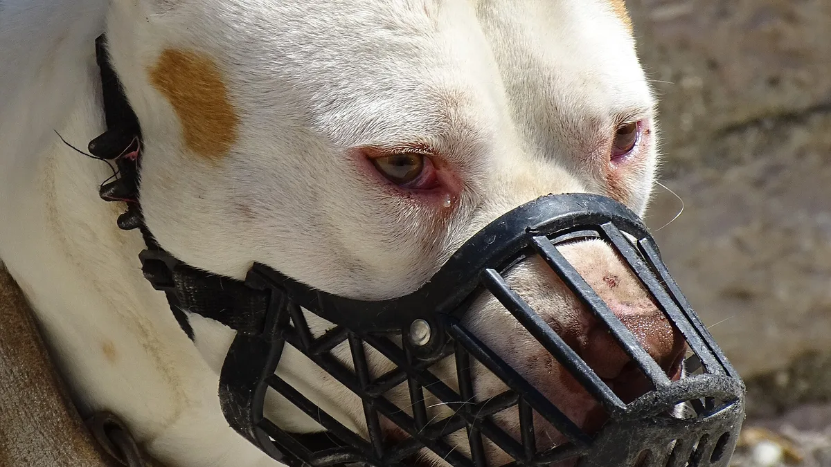 Breed Legislation