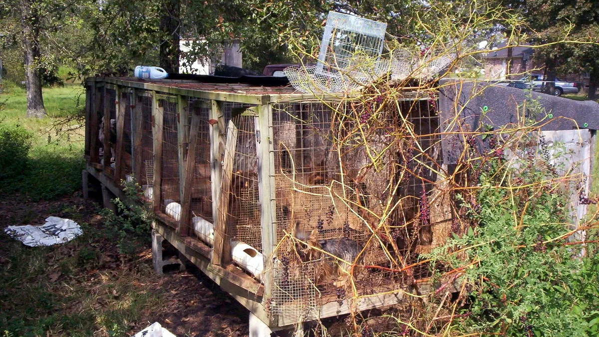 Puppy Mills And How To Spot One