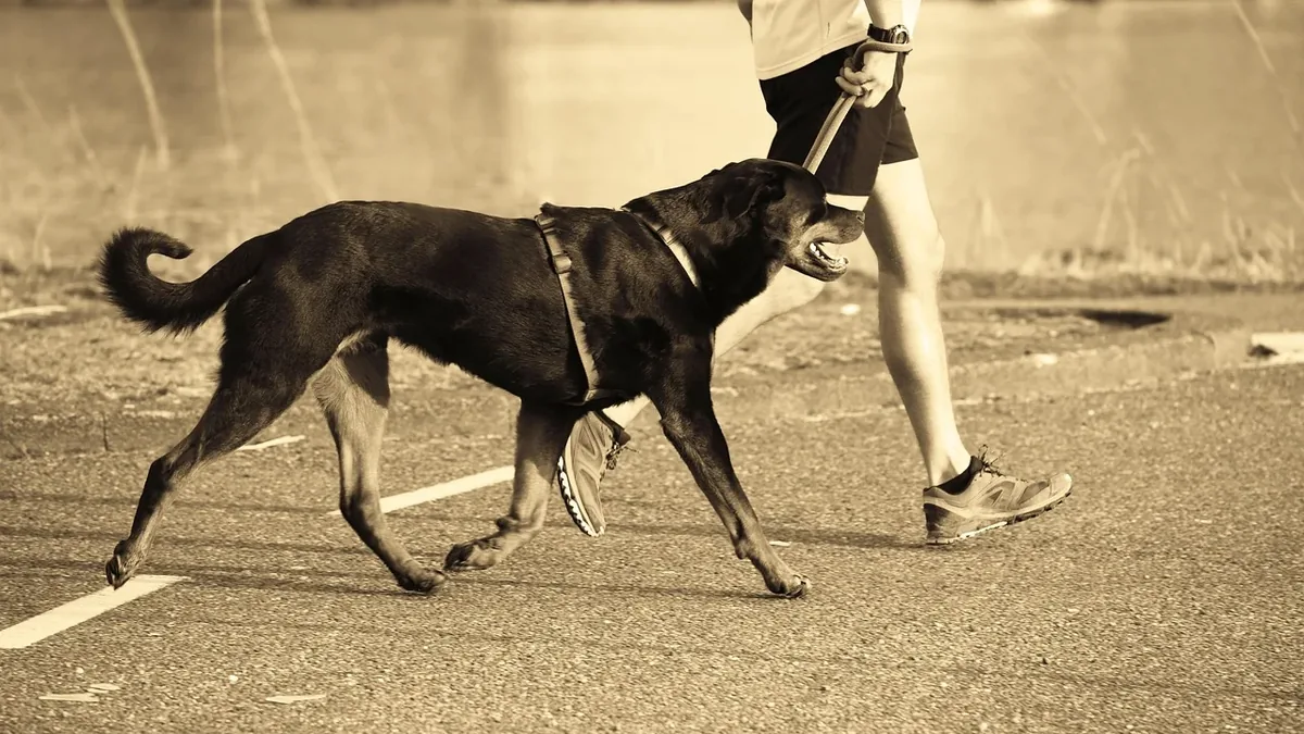 Loose Lead Walking
