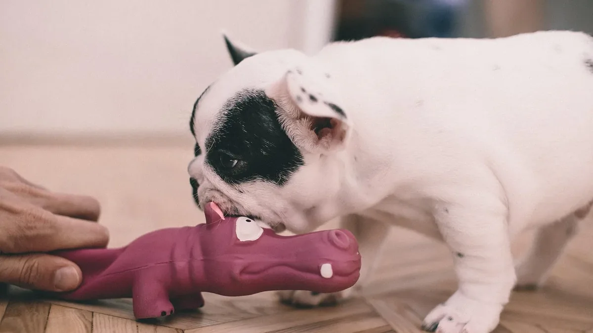 Puppy Biting